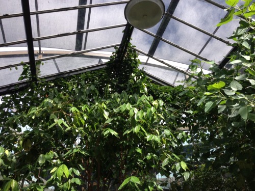 purityplants:  big butterfly enclosure