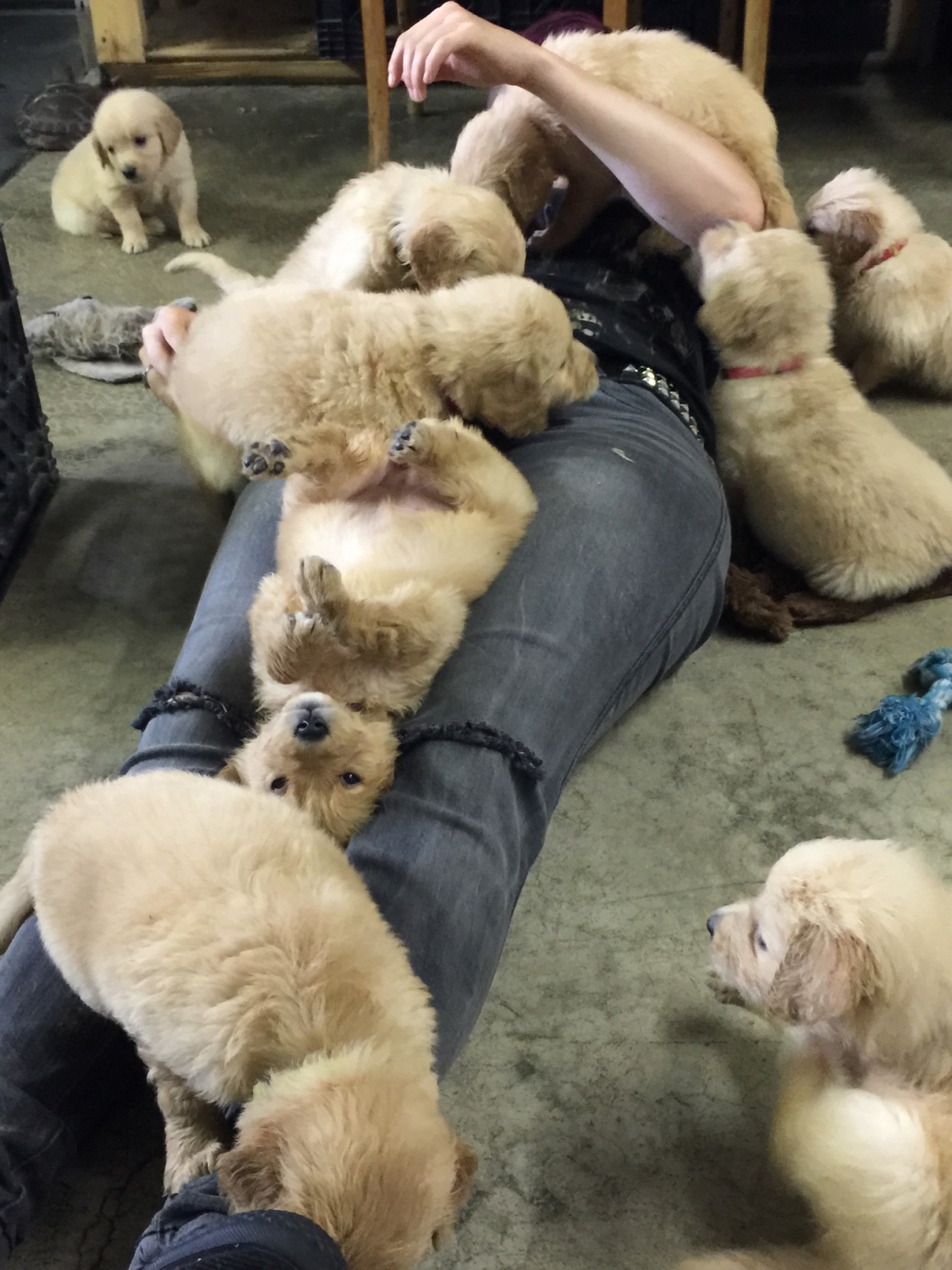 awwww-cute:  My friend picking out a golden retriever puppy (Source: http://ift.tt/1OTy6zE)