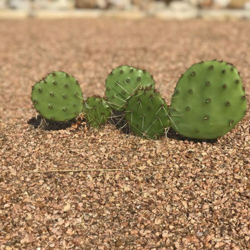 It’s been just over a month but our nopales have grown quite a bit! Mickeys ears are bigger than his