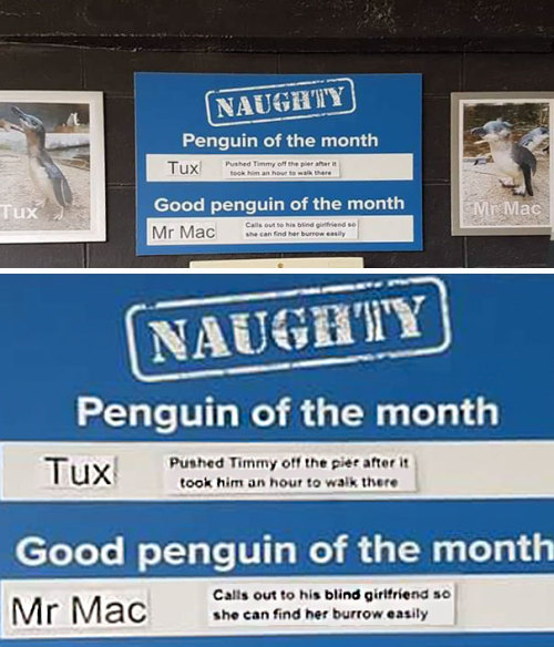 its-little-miss-muffet: catsbeaversandducks: This Aquarium Picks The Naughtiest Penguin Of The Month