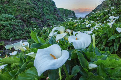 Calla Lillies by Mike&rsquo;s nature on Flickr.