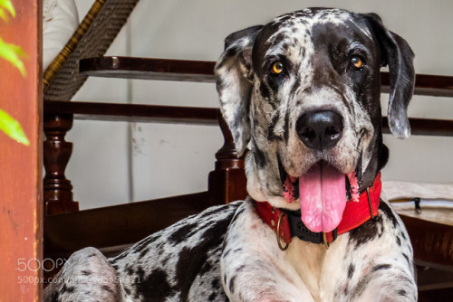 Majestic Great Dane by sudanthavictoria