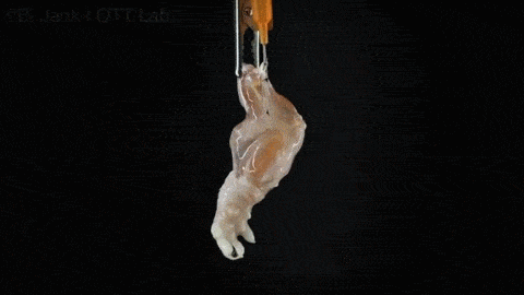 sixpenceee:  The World’s First Lab-Grown Limbs Doctors at Massachusetts General Hospital have successfully grown a rat leg in a petri dish, and it could change prosthetics forever. Harald Ott spent weeks in a lab tending to a tiny rat’s forelimb.