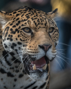 sdzoo:  Great captures of our handsome jaguar man, Valerio. Photos by Craig Chaddock 