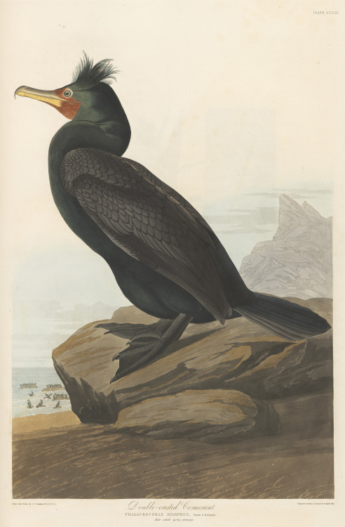 Double-crested cormorant. From John James Audubon’s Birds of America, 1835.
