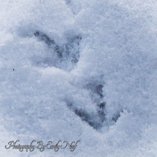 paw prints