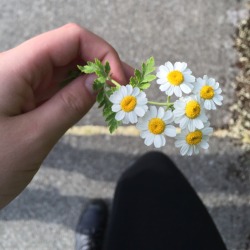 acrylicpeach:  loOK AT THESE FLOWERS