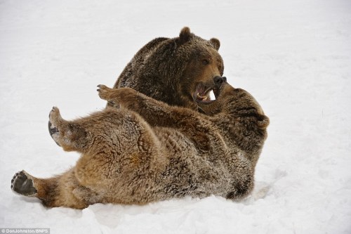 loveforallbears:  Now that’s a bear-knuckle brawl! Ferocious grizzly siblings bare teeth and use judo-like moves while play-fighting in snow