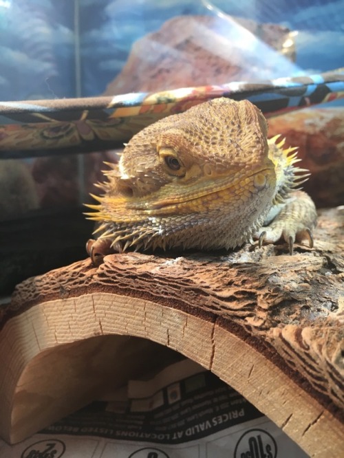 Lovely Goblin Emerges From Her Den