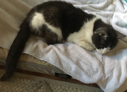 sunfish-exotics: Everyone send some good vibes to Salem. She’s almost 19 and is acting really 