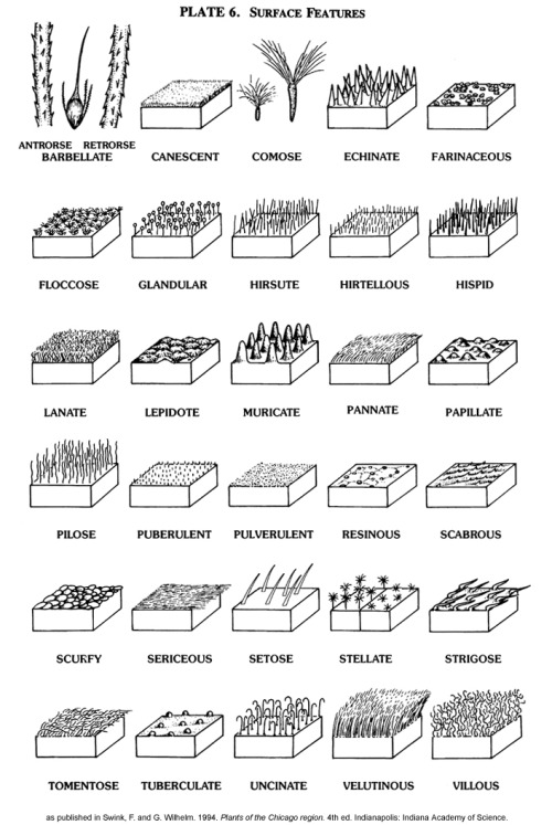 How to Describe Plants