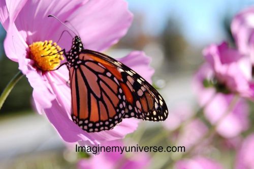 While not yet listed as endangered the Monarch Butterfly has had steep declines in its population. P
