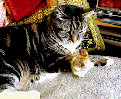 caterville:  Boop!