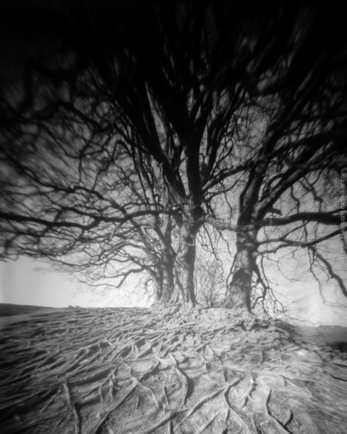 Trees, Avebury