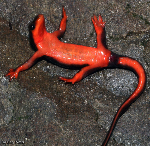 iguanamouth:rattbby:iheartgrass:sacred newts@iguanamouth have you seen theseoh my
