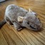 100003rats