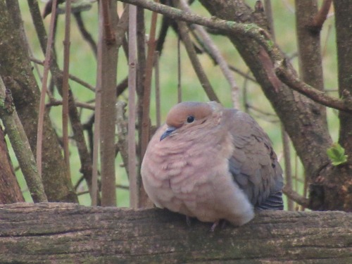 geopsych:Dove on the garden fence, feathers all fluffed out on a cold morning.