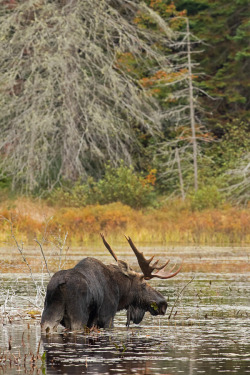 courageous-and-strong:  Bull Moose Algonquin Park by Jim Cumming - http://bit.ly/1FZLjoI 