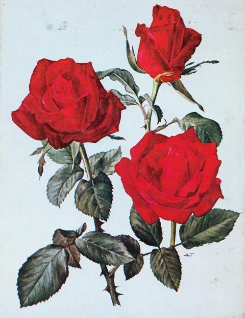 adelphe:Knowing, Growing, and Showing Roses by A. S. Thomas, 1975