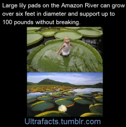 ultrafacts:  Source Follow Ultrafacts for