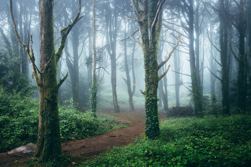 Dark Forest by James Millsjamesmillsphotography.com