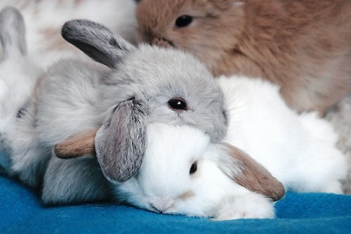 Cutie bunnies