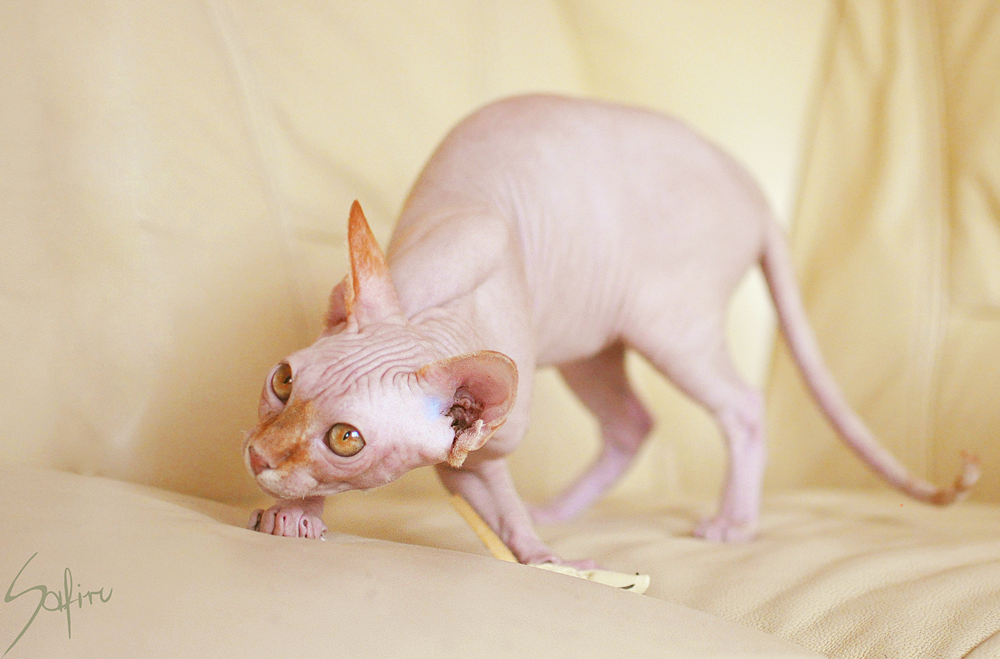 hairlessnorsegod:  That was the first naked kitty I’ve ever met. Say hello to Stefan!