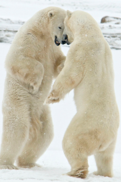 tulipnight:  Headbangers by Valerie