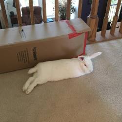 abunaday:  Waiting for me to finish getting ready #bunblr #bunstagram #rabbit #bunnies #bunny