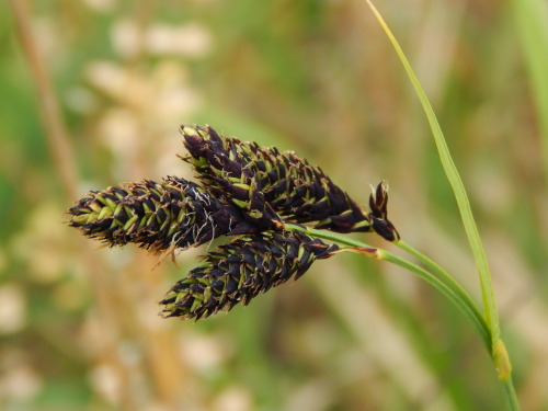 Carex atrata, mustasara