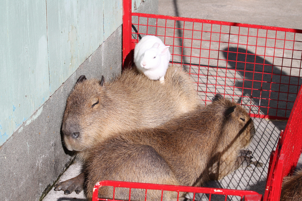 Capybara zoo new york