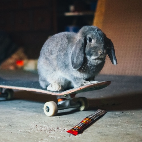 squatchsticks:  ARE STUNTS BEAST?BUNNY HOPS ARE BEAST.   Yes
