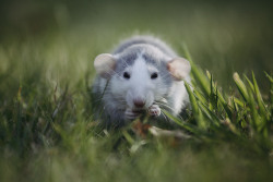 ratmamas: ratmamas:   ratmamas:  Took the boys out to the park again today to get some photos on my DSLR. Onion really wasn’t feeling being anywhere other than Amy’s pocket, but Sage made a gorgeous little model for me!   These photos seem to be doing