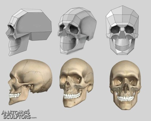 A luscious fuck-ton of human skull references. Two of the above images are GIFs, so wait for &a