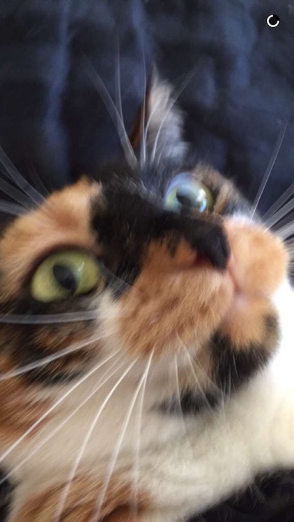 unflatteringcatselfies: this is moobie and like many of us, she also experiences existentialism