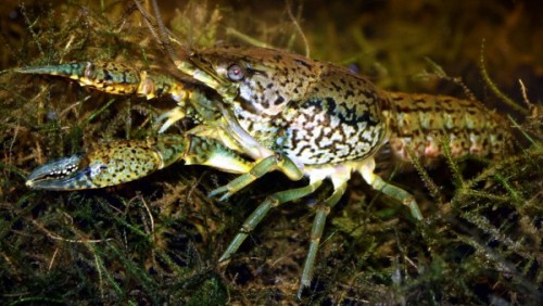 typhlonectes:Crayfish create a new species of female ‘superclones’by Elizabeth PennisiWh