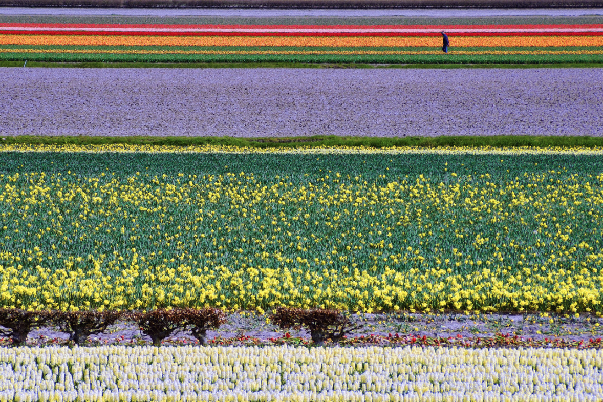 nubbsgalore:the flowers of holland’s keukenhof gardens near lisse in spring bloom. photos