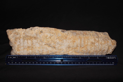arockmaniac:Foot-long section of a large straight shelled nautiloid, both sides and end view showing