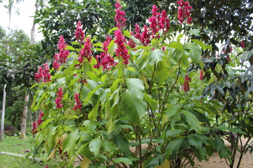 Red flowers. (Kao chut)