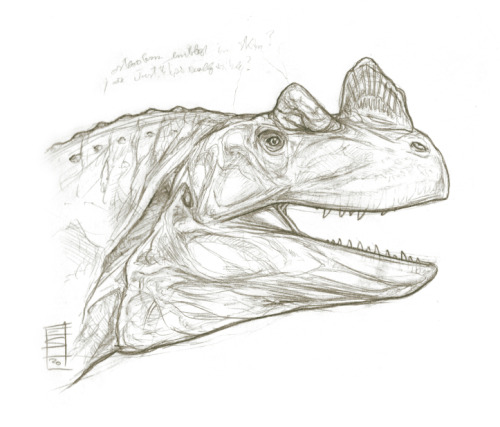 Sketchy Dino Head_Ceratosaurus. Pencils, 2020.References: Greg S. Paul.