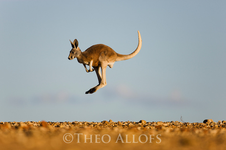 dimetrodone:  I call the Jersey Devil a kangaroo jokingly but the more I think about