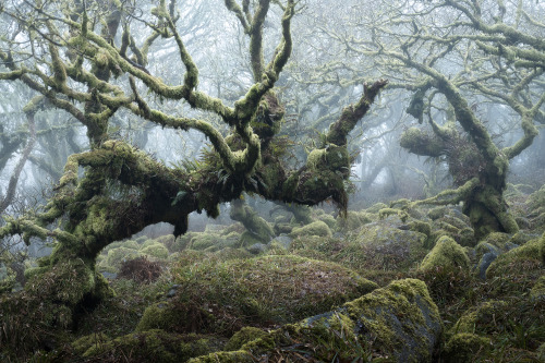 itscolossal:  Moss Drapes from Trees in Ethereal Photographs of England’s Forests by Neil Burnell