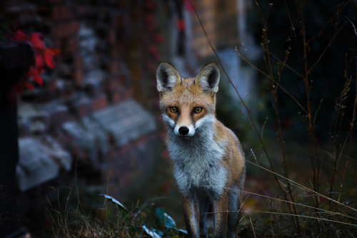 probablyacerpgideas: everythingfox: Graveyard Fox Photo by Faraskan The dark quest giver His quests 