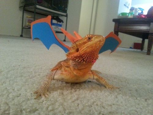 retrogamingblog:Charizard Bearded Dragon Costume made by trainyourdragonco