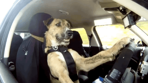 vicsagod:  dontbeabrat:   gifsboom:  First Driving Dog. video  He’s fucking driving