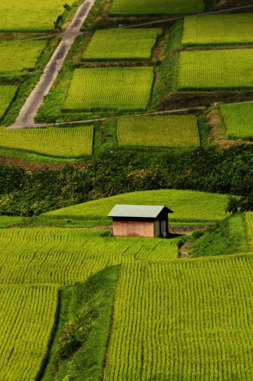 Nozawa Onsen Rice Paddies | Japan (by Skye Hohmann)