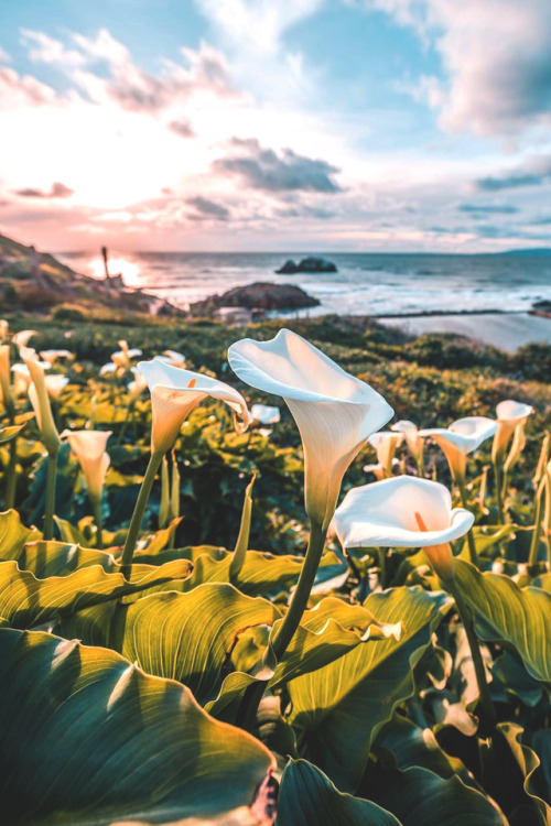 lsleofskye: 2019 super bloom in SF | cas415Location: Sutro Baths, San Francisco, California, United 