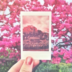 hayleythehatter:  la vie en rose 💗 (at Disneyland)