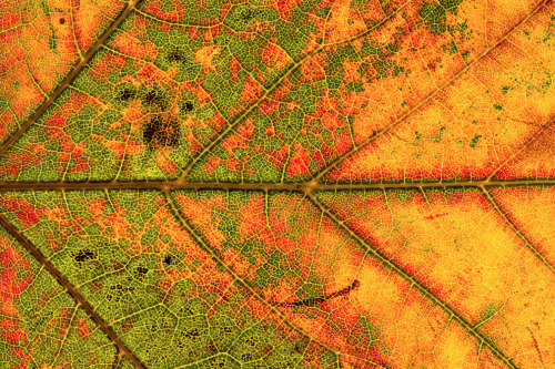 XXX nubbsgalore:  leaf senescence begins with photo