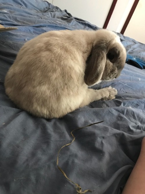Paint me like one of your French buns